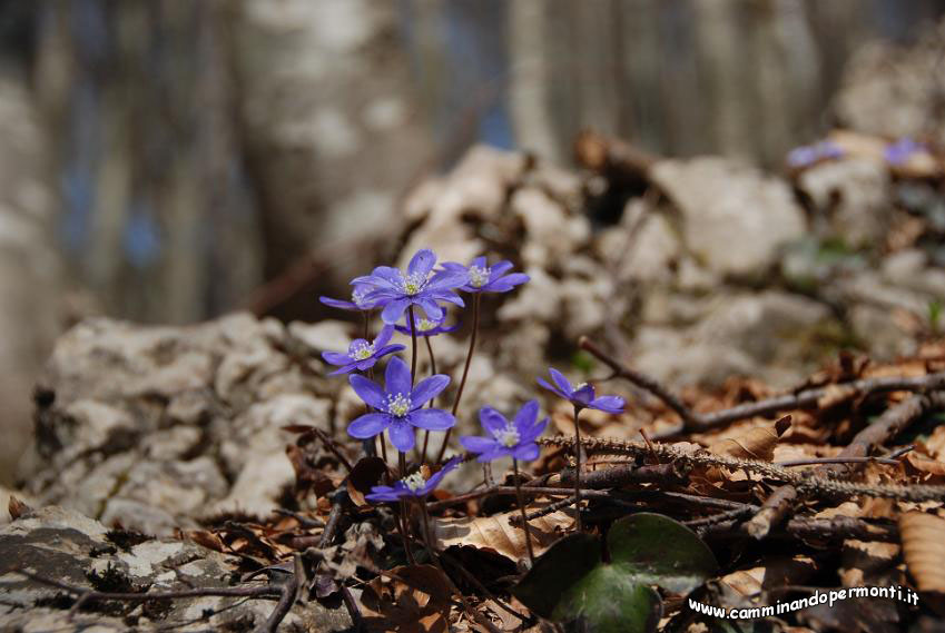 146 Anemone epatica.JPG